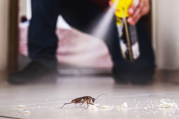 Best Pest Control Treatment  in Pretty Bayou, FL