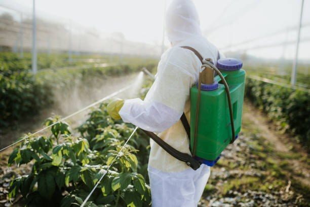 Wasp Removal Services in Pretty Bayou, FL